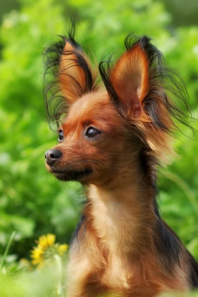 Decorative dog Russian Toy Terrier — Stock Photo, Image