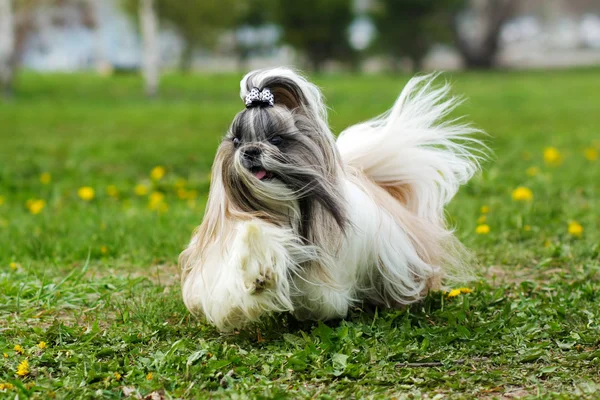 Decorativo Shih Tzu cão corre — Fotografia de Stock