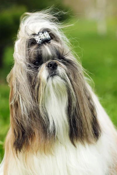 Pies rasy Shih Tzu — Zdjęcie stockowe