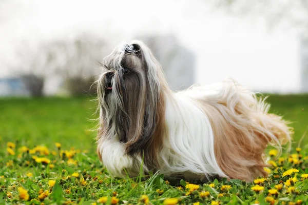 Raza de perro Shi tzu corriendo — Foto de Stock