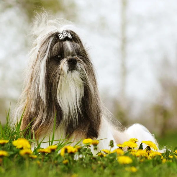 Raça cão Shi tzu sentado na grama — Fotografia de Stock