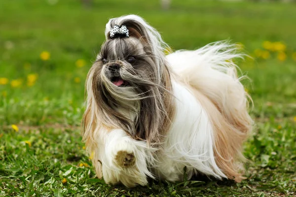 Shitzu dog runs — Stock Photo, Image