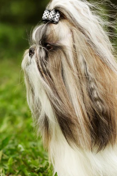 สายพันธุ์สุนัข Shi tzu — ภาพถ่ายสต็อก