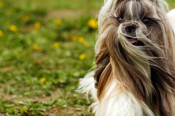 Perro shitzu corre — Foto de Stock