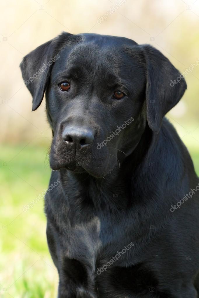 purebred black lab