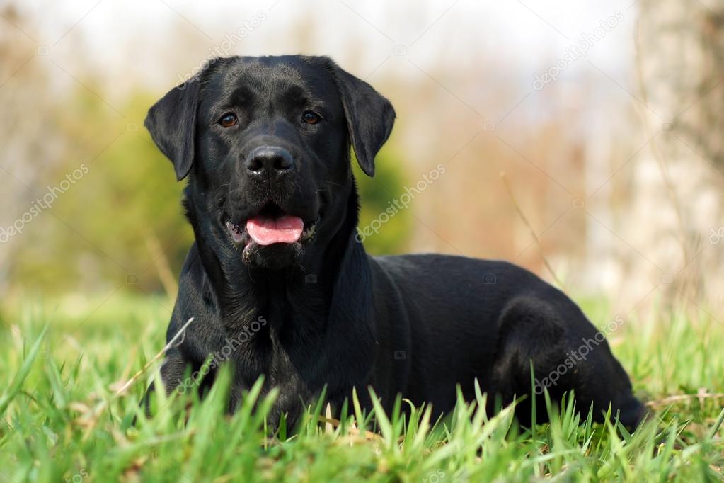Black Labrador Happy Happy Dog Labrador Retriever — Stock Photo