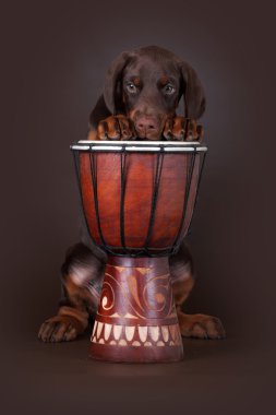 Davula onun pençeleri Brown Doberman köpek yavrusu koymak