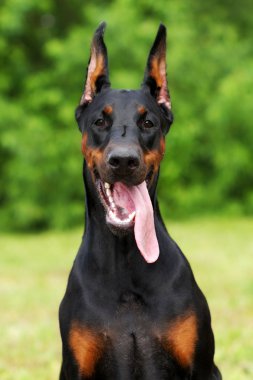 Safkan doberman pinscher portresi.