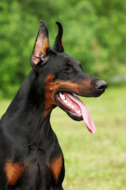 güzel siyah Doberman köpek