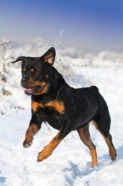 rottweiler çalışır
