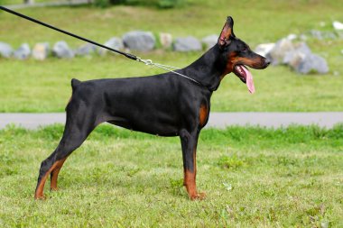 doberman pinscher köpek