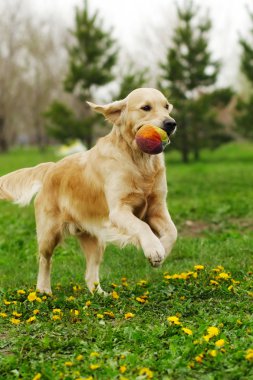 Golden Retriever parkta oynayan köpek
