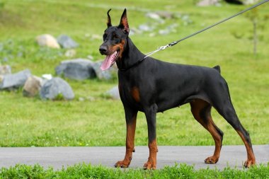 köpek Doberman Pinscher yanlısıdır