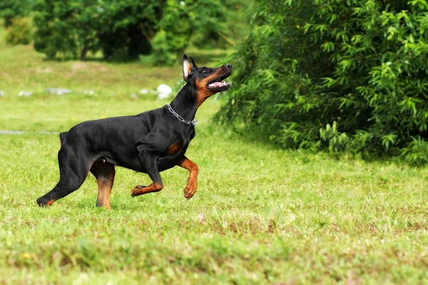 Собака Доберман Пинчер бежит на галопе — стоковое фото