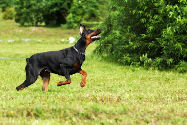 Dog Doberman Pinscher running at a gallop — Stock Photo, Image