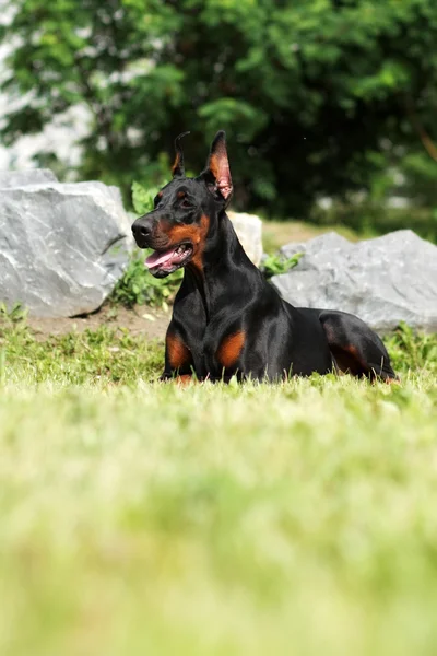 Чистая доберманская собака — стоковое фото