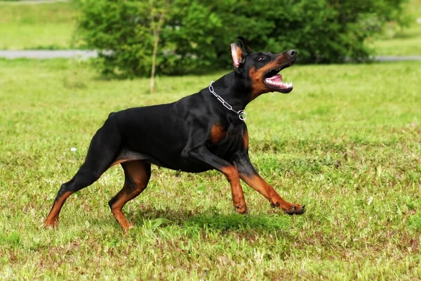Собака Доберман Пинчер бежит — стоковое фото
