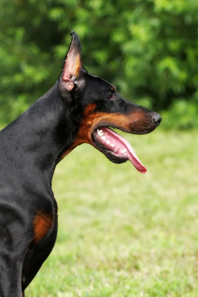 Zwarte Dobermann - portret in profiel — Stockfoto