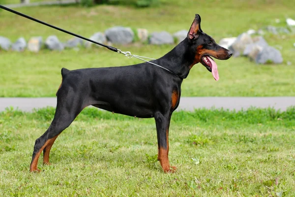 Doberman pinscher köpek — Stok fotoğraf