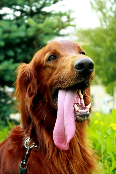 Portrait of the Irish setter — Stock Photo, Image