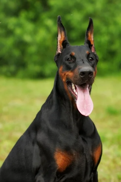 Porträtt av renrasig Dobermann pinscher — Stockfoto