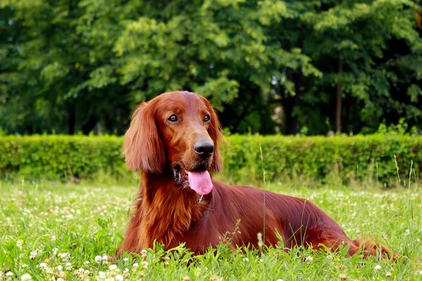 The Irish setter lies on a grass — Stock Photo, Image