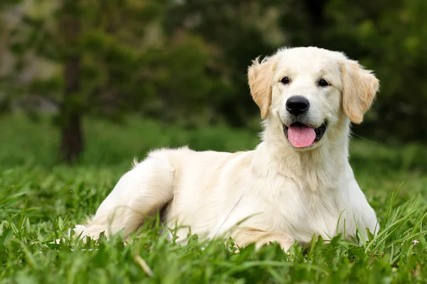 Szczenię szczęśliwy Golden Retriever — Zdjęcie stockowe