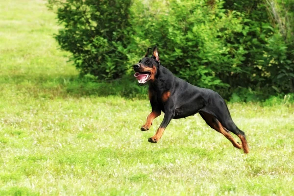 Cão Doberman Pinscher correndo em um galope — Fotografia de Stock