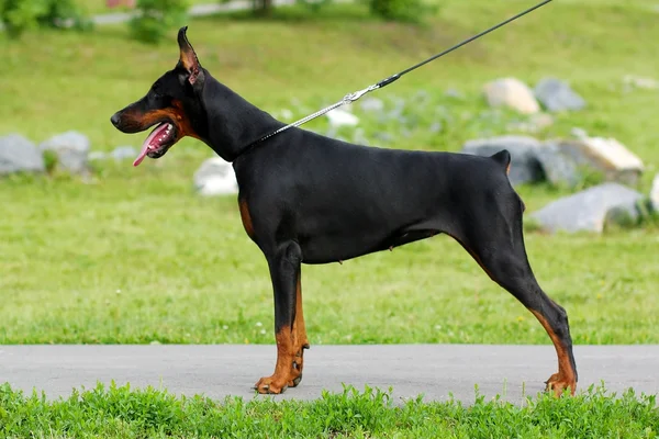 The black dog is a Доберман — стоковое фото