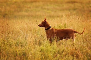 Köpek doğurmak Firavun tazı bir alanda standları