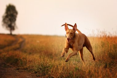köpek doğurmak Firavun çalıştıran tazı 