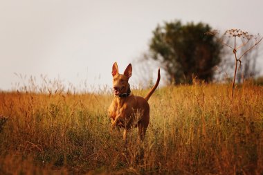 köpek doğurmak Firavun çalıştıran tazı