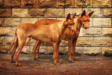 iki güzel köpek doğurmak Firavun tazı