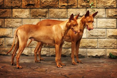 two beautiful dogs of breed Pharaoh hound clipart