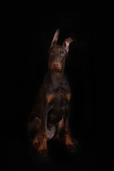 Perro raza Faraón sabueso - retrato de perfil — Foto de Stock