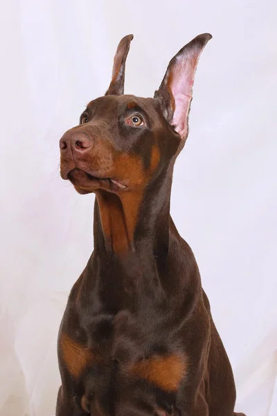 チョコレートのドーベルマン犬の肖像画 — ストック写真