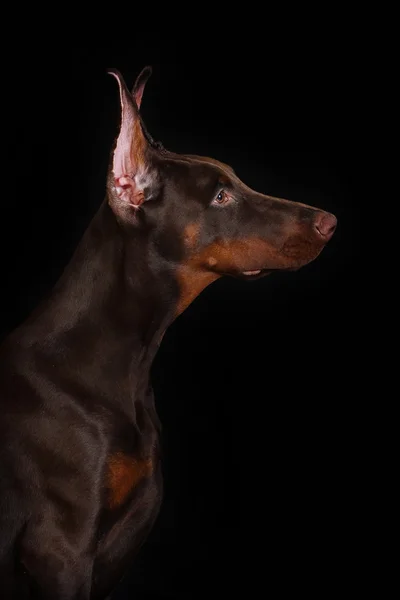 O perfil de um Doberman em um fundo preto — Fotografia de Stock