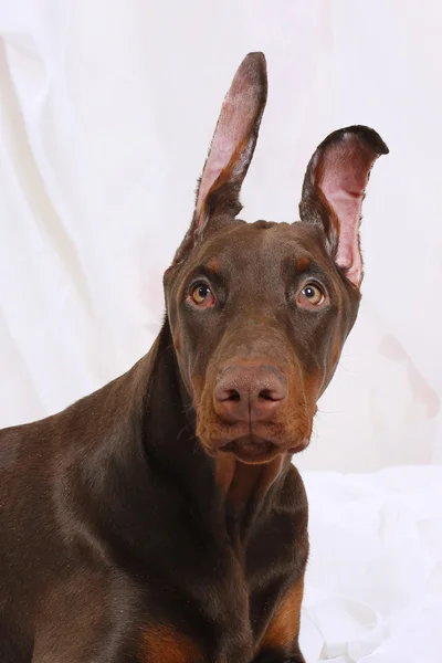 Porträtt av en choklad Doberman — Stockfoto