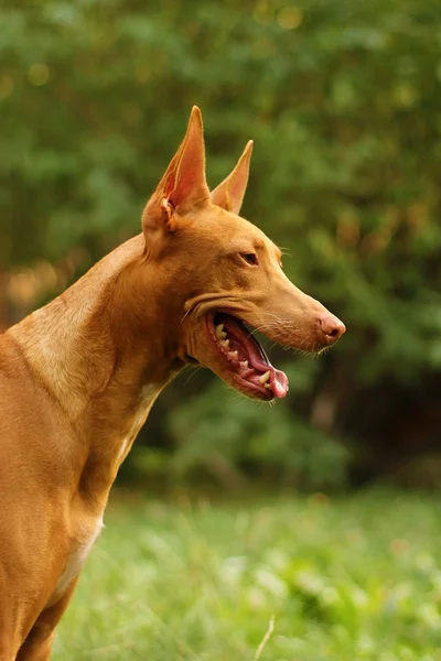 Perro raza Faraón sabueso - retrato de perfil — Foto de Stock