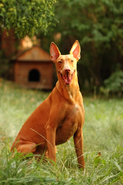 Felice cane razza Faraone segugio — Foto Stock