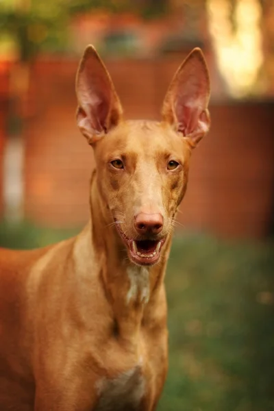 Портрет собаки породы фараонов — стоковое фото