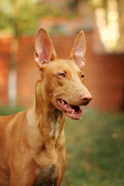 Retrato del perro de un faraón — Foto de Stock