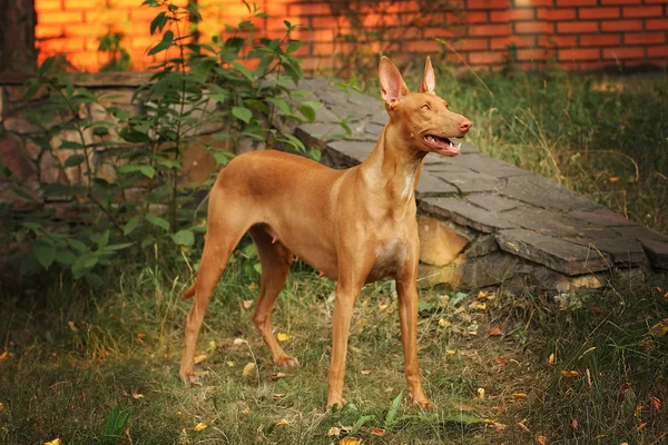 Anjing ras anjing anjing Firaun adalah dalam pertumbuhan penuh — Stok Foto