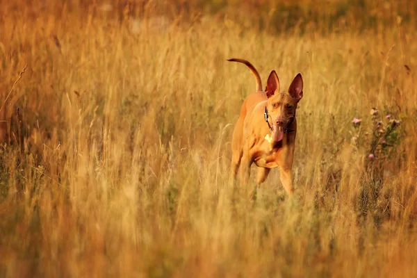 Cane razza Faraone segugio nel campo — Foto Stock