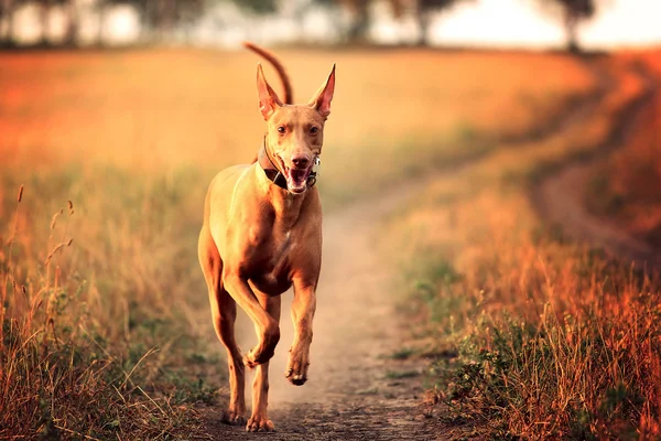 Dog breed Pharaoh hound running — Stock Photo, Image