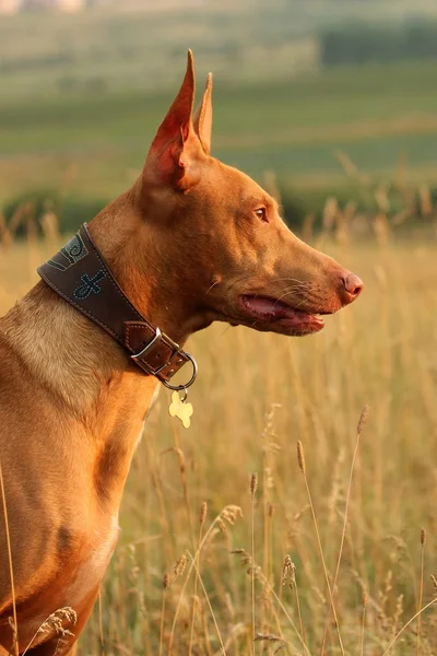 プロファイルのファラオ ・ ハウンドの犬の肖像画 — ストック写真