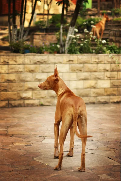 Faraón perro en el patio — Foto de Stock