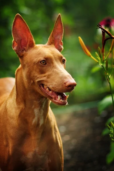 Beau portrait du chien d'un pharaon — Photo