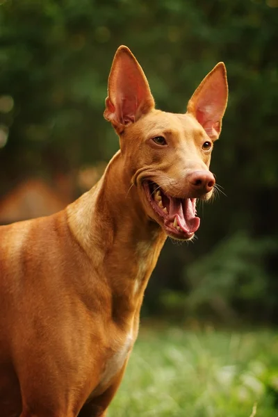 Red dog of breed Pharaoh hound — Stock Photo, Image