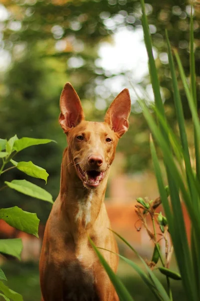 Червоний собака породи Фараон гончак літо — стокове фото